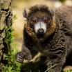 Samec vzácného lemura mongoz se dočkal nevěsty