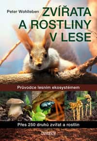 Zvířata a rostliny v lese